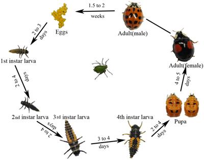 Dynamics of symbiotic bacterial community in whole life stage of Harmonia axyridis (Coleoptera: Coccinellidae)